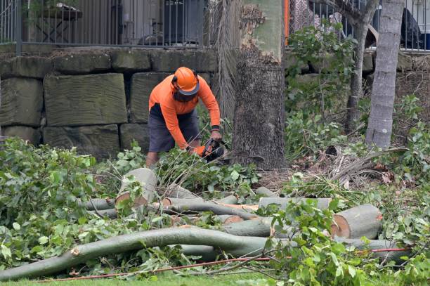 Dead Tree Removal